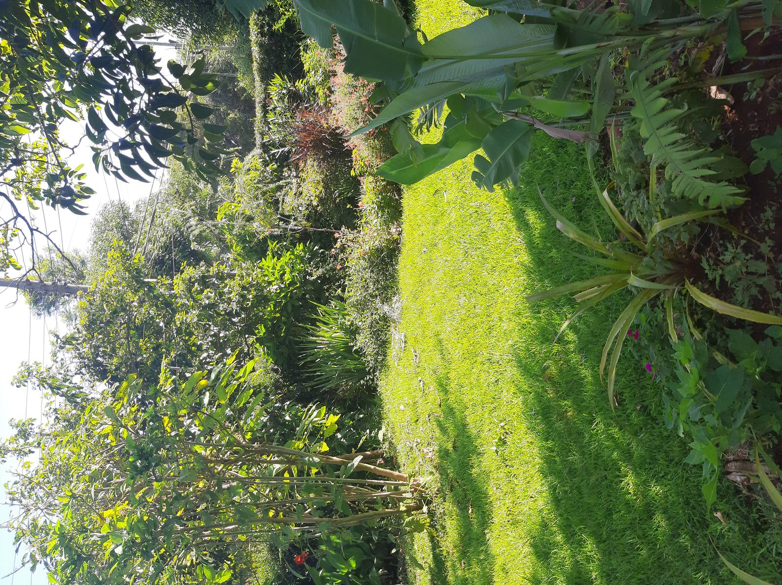 The Hedge - Gallery 12