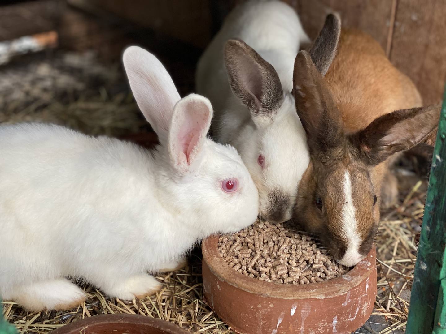 Verdant garden view at Maarifa (Shamba)