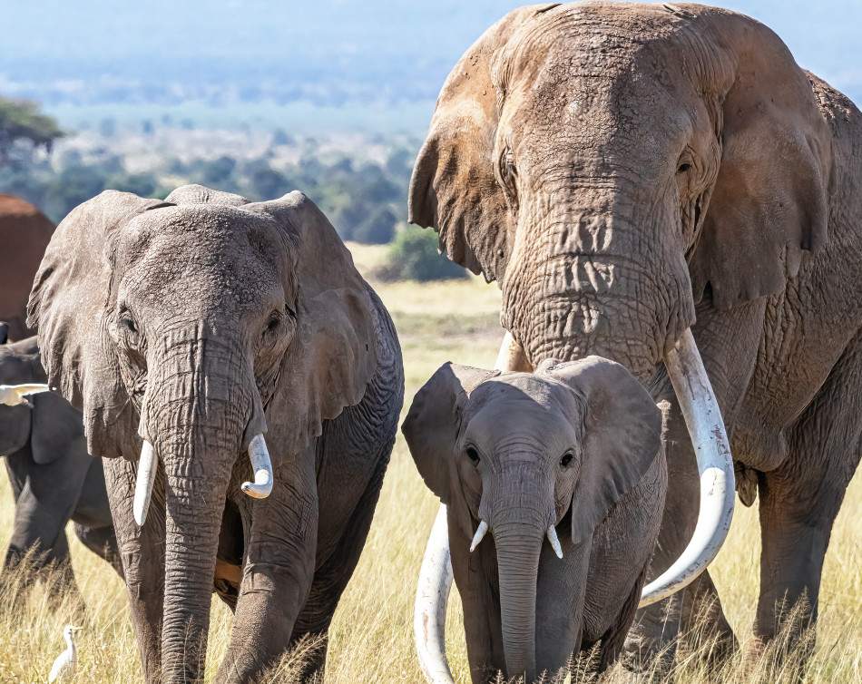 Elephants & Kilimanjaro