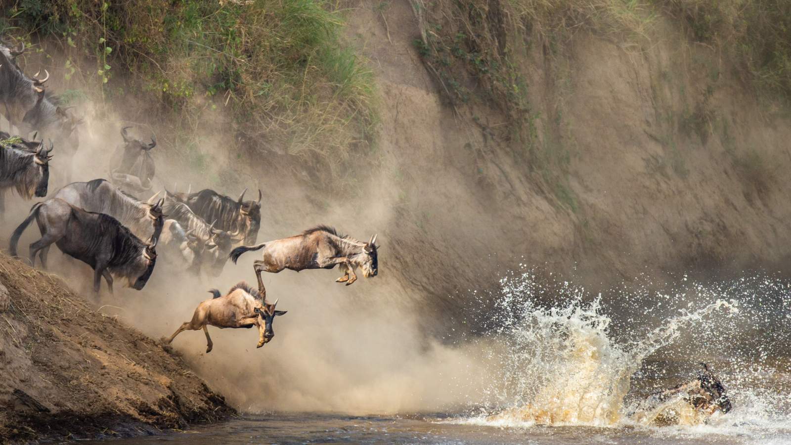 Maasai Mara - The Great Migration