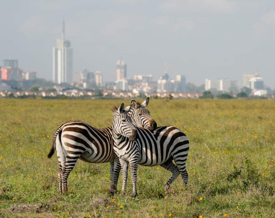 Big Five Game Drives